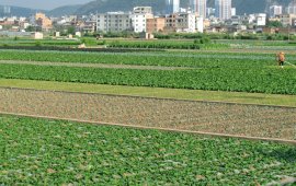 惠州蔬菜基地